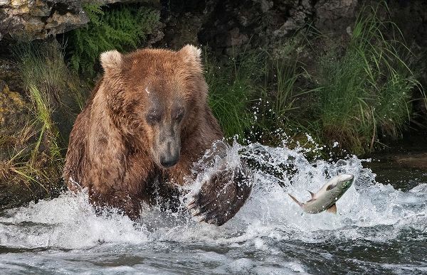 Su, Keren 아티스트의 Brown Bear catching salmon at Brooks Falls-Katmai National Park-Alaska-USA작품입니다.